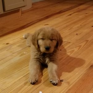 Meet your Posher, Olga